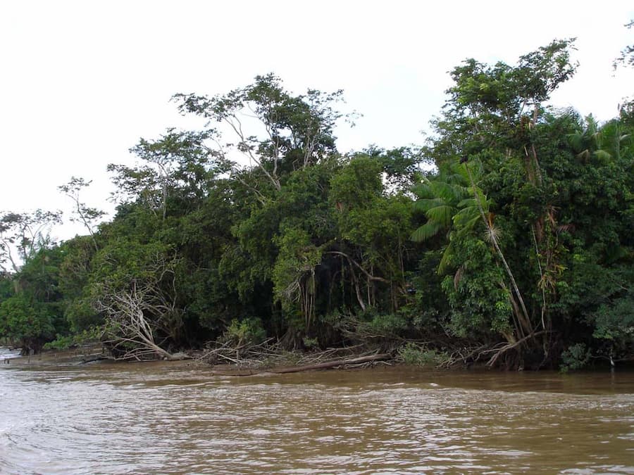 The Amazon River is causing more floods than usual