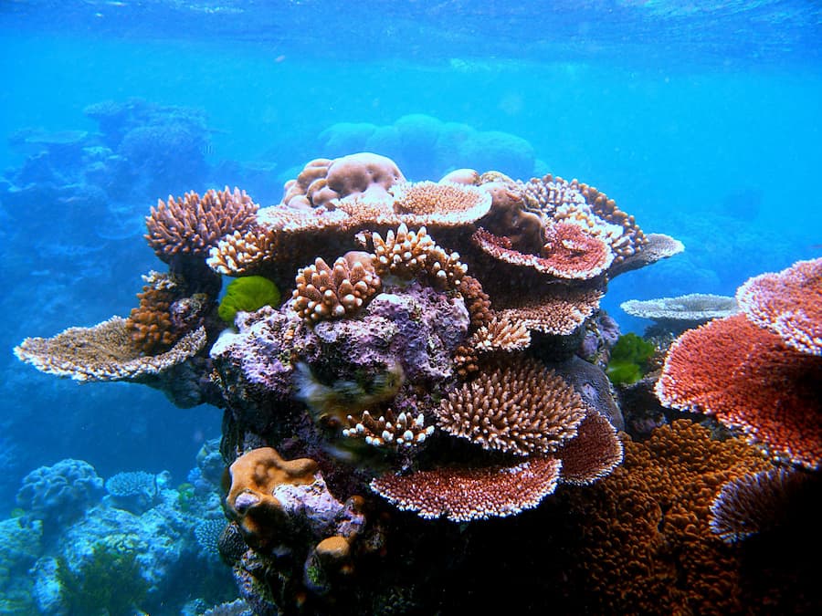 Colourful Corals