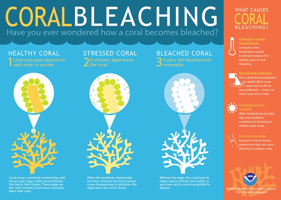 Coral Bleaching Info
