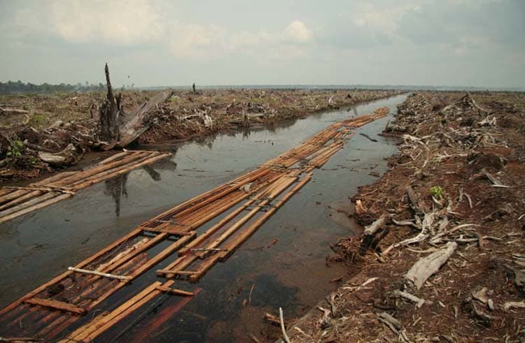 Deforestation for oil palm plantation in Indonesia