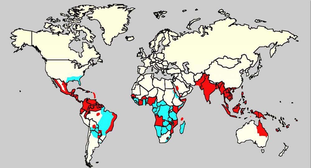 Over two billion people are at risk of getting dengue fever