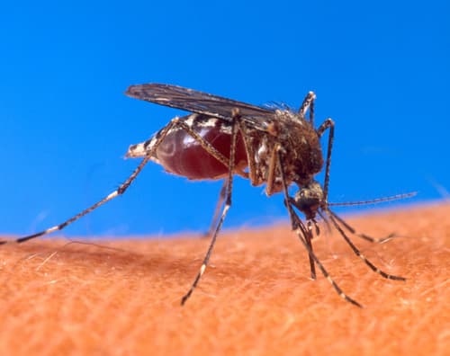 Dengue fever is mainly transmitted by the Aedes mosquitoes, particularly A. aegypti