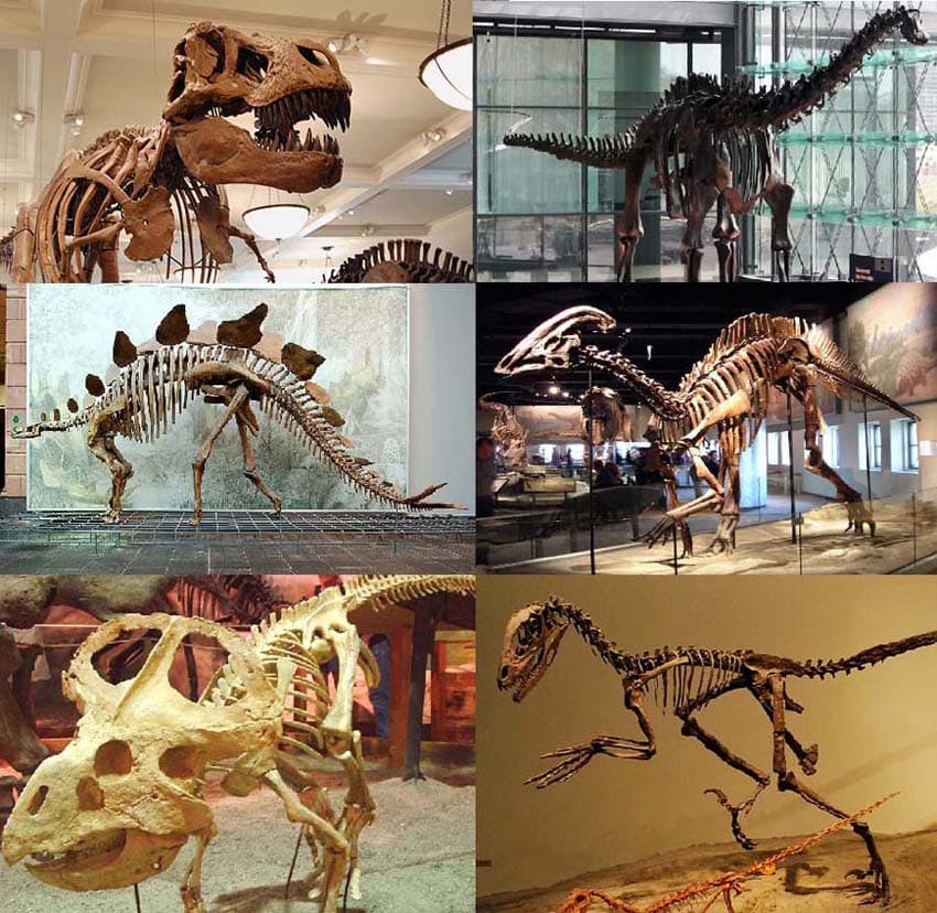 Dinosaurs are the most famous extinct group of animals