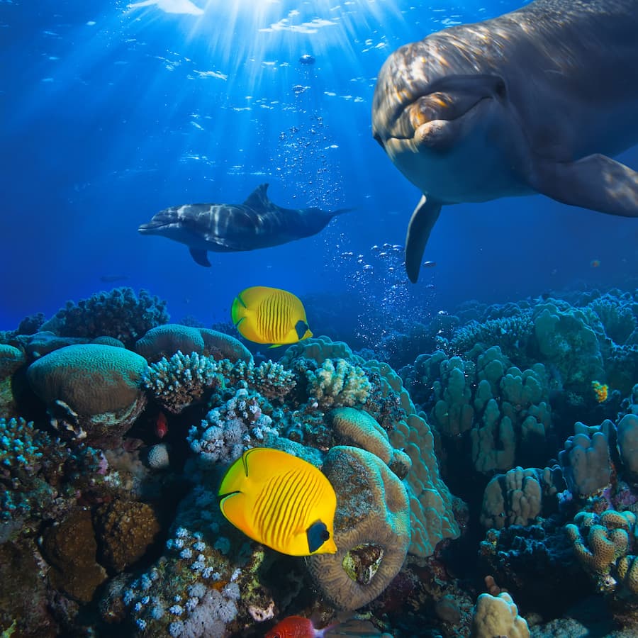 Dolphins and corals