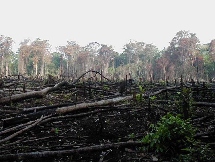 Jungles and forests often get burned for agriculture