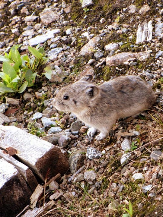 Pikas are one of the many species that could become extinct due to abrupt climate change
