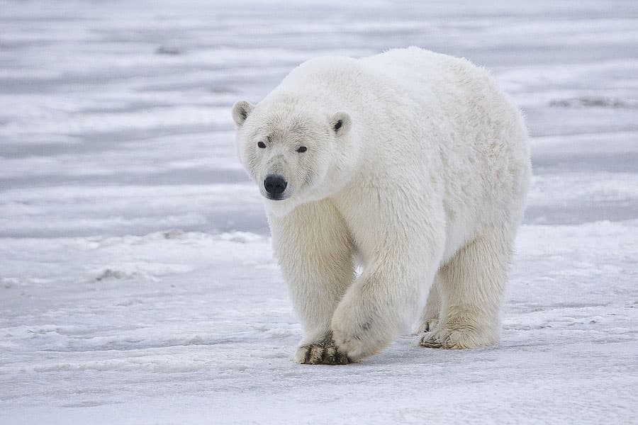 The polar bear population is declining