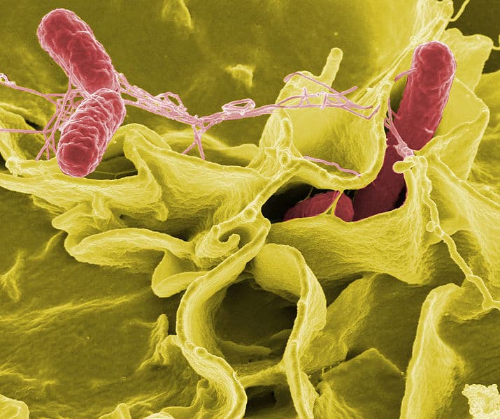 Electron micrograph illustrating Salmonella typhimurium (red) invading cultured human cells
