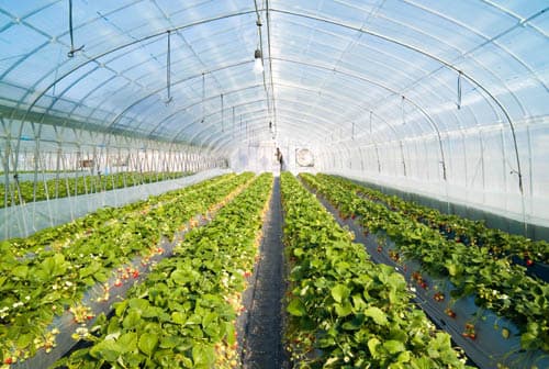 A greenhouse is a building in which plants are grown