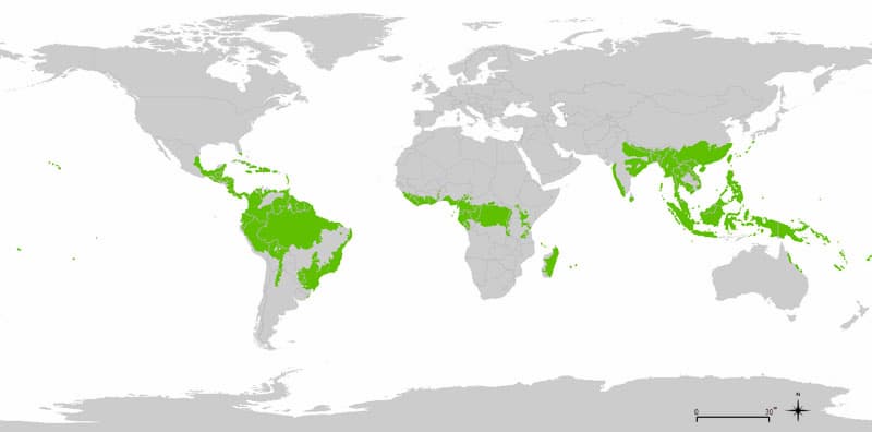 World distribution of tropical rainforests