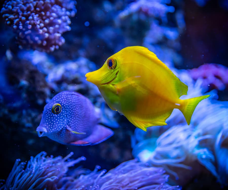 Two Fishes Near Coral Reef
