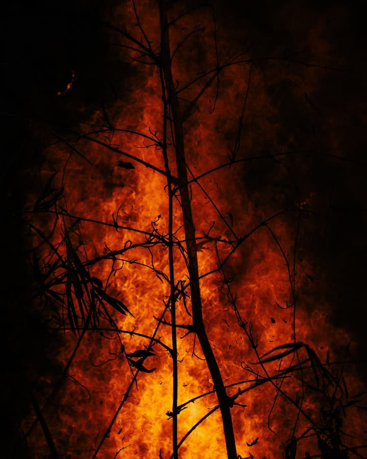 Wildfire Picture