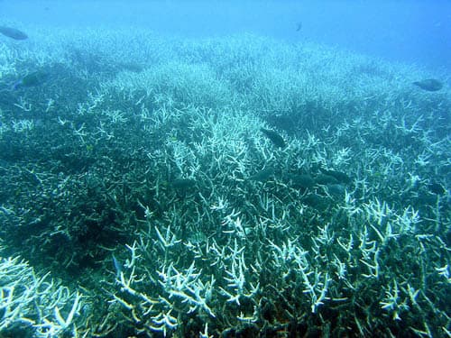 Ocean acidification is responsible for coral bleaching which will have a significant impact on all surrounding marine life