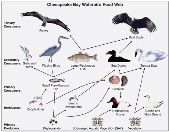 When one species becomes extinct, there is an ecological ripple effect on the whole food chain