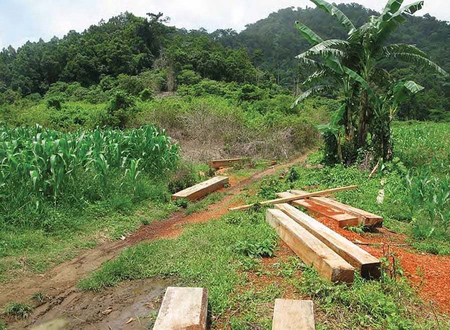 There is illegal logging in the Amazon rainforest and in other regions of the world
