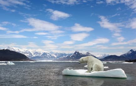 Not only will melting glaciers harm polar bears, but they could cause millions of environmental refugees